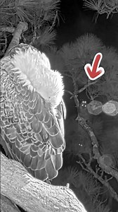 Owl attacks bald eagle #owl #birds #wildlife #animals