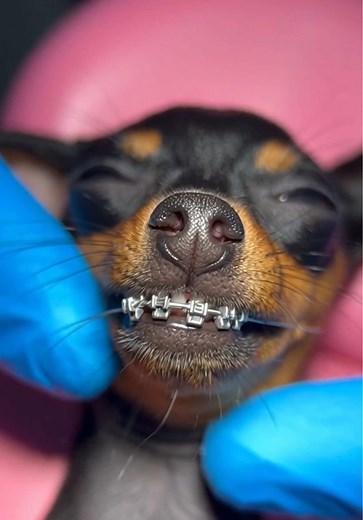 Pinscher com Aparelho: Um Mini Dentista Incrível!