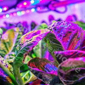 [Hot Item] 40FT Shipping Container Greenhouse for Leafy Vegetable