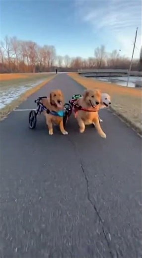 POV: Dogs with wheelchair racing