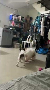 Even though Hershey is not feeling well, they still play