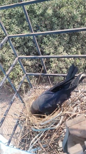 Watch how a crow builds her home