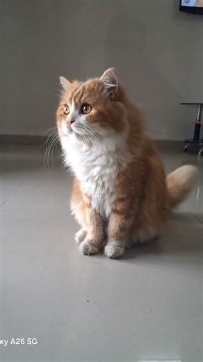 healing music for cat