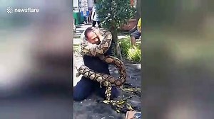 Python wraps itself around fireman’s head as safety demonstration goes wrong