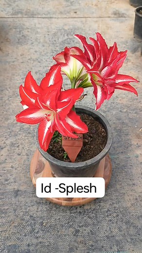 Amaryllis - Splesh | Kuldeep Rk