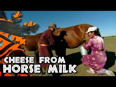 Making Horse Cheese