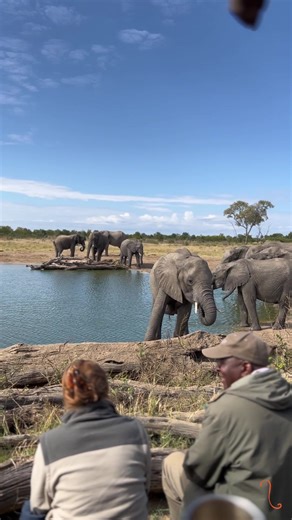 Discover the magic of elephants up close as you embark on a once-in-a-lifetime Zimbabwe safari. Journey with us to experience a truly exceptional adventure. | African Bush Camps
