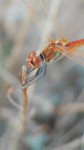 1K views · 142 reactions | Dragonflies are among the oldest flying insects on Earth, existing for over 300 million years! ✨ They can fly in all directions — even backward — and are powerful hunters that help control mosquito populations. Protecting wetlands ensures these incredible creatures continue to thrive in our ecosystems.  | Dragonfly lovers | Facebook