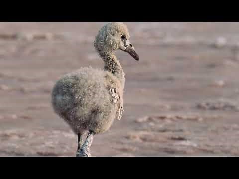 THE SADDEST DEATH ON EARTH - BABY FLAMINGO DIES