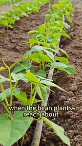 PART 1 Tips and timing for pinching the tips of long beans#plantingtechniques #agriculture #vegetablegarden | Agricultural.inno