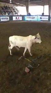 Exclusive Bucking Bull Info on Reels