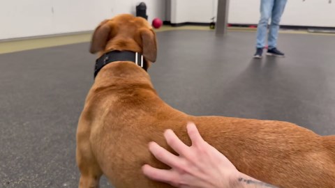 Meet Artemis, the pet of the week available for adoption at the Nebraska Humane Society