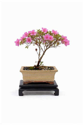 Satsuki Azalea Bonsai Tree in Glazed Pot | Flowering Bonsai | Seasonal Blooming Specimen - Etsy