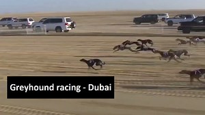 Greyhound racing - Dubai دبئی کے شیخوں کے شوق https://amazingorfunny.blogspot.com/2024/01/greyhound-racing-dubai.html Saluki racing - Dubai dubai dog race , dog race , greyhound racing , saluki racing , saluki , greyhound , dubai greyhound race , greyhound race , saluki race #Greyhound #Saluki #DogRace #GreyhoundRace #SalukiRace #GreyhoundRacing #SalukiRacing #DogRacing #Dubai #DubaiDogRace #DubaiGreyhoundRace #DubaiGreyhoundRacing #DubaiSalukiRace #DubaiSalukiRacing #UAE #UaeDogRace #UaeGreyhou
