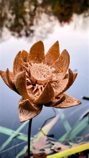 Lotus (연꽃) from a woodblock. #woodcarvings #whittling #woodflower #lotus #lotusflower #나무조각 | Young-Jong Lee