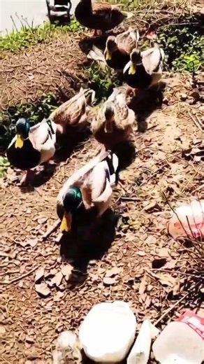 কি চমৎকার #ইসলামিক_শর্ট_ভিডিও #foryou #youtubeshorts