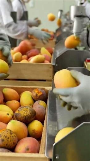 processing mango juice in a factory #food#agriculture #ghanatiktok