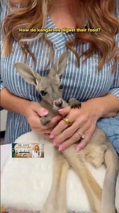 How kangaroos live on desert grass.