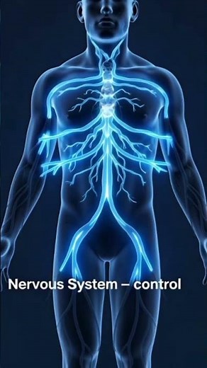 Major Body Systems Overview