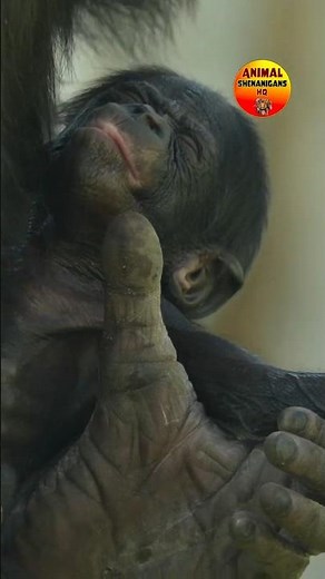 Baby Bonobo Born At Twycross Zoo
