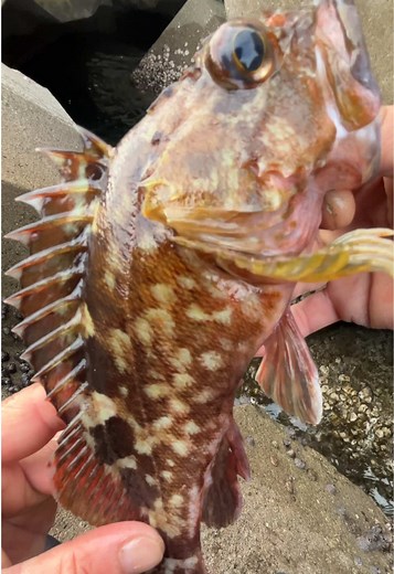 穴釣り初心者ガイド：美味しい魚を釣る
