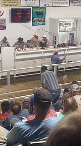 Hot barn indeed today at PLM! | Hot Barn Report