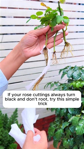 Rose propagation tips that are always successful #gardeningideas #gardeninglove #gardening4pleasure #gardeningtips #gardeningmakesmehappy | Daily Garden Life