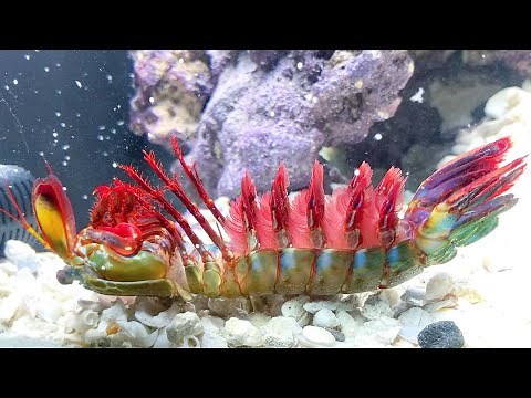 What Happened to My GIANT PET MANTIS SHRIMP is he DEAD!?