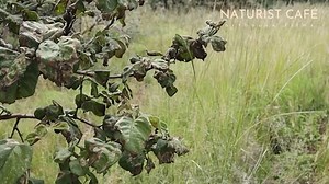 Culture Walk | March 09, 2025 | Naturist Documentary | Clip