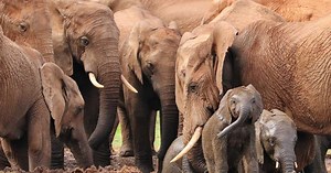 Le changement climatique menace les éléphants âgés, mettant en péril l'avenir de l'espèce, révèle une nouvelle étude