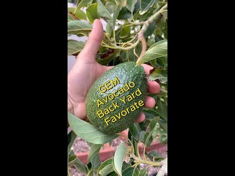 The GEM Avocado Tree Is Great for the Backyard
