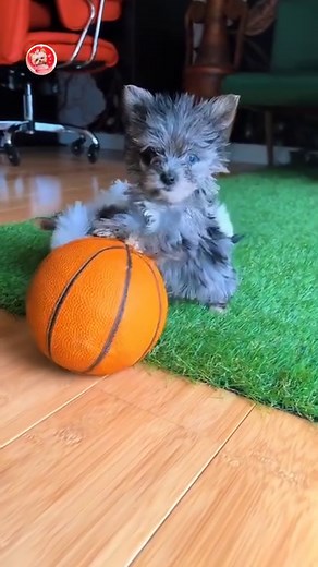 So Cute Yorkie Puppies Playing #yorkie #yorkshireterrier #yorkiepuppy #yorkielove #yorkiepuppies | I Love Yorkshire Terrier