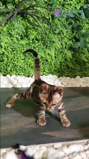 Meet Rachel: Black Spotted Tabby Bengal Kitten 🐆💖 Playful & Ready for Adoption! #BengalKitten