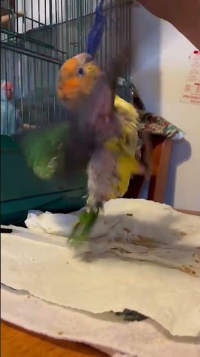 Arthur the Baby Caique Goes Wild at Feeding Time! 😂🐦🥄 #caiques # parrot #birds