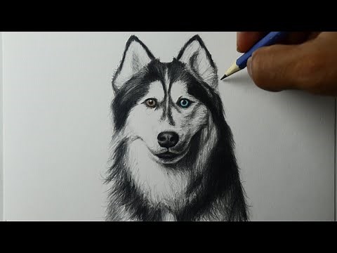 Como desenhar um cachorro I Husky siberiano - PASSO A PASSO - narrado