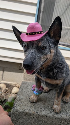 Newest family member Leviathan realizing what he's gotten himself into 😂 #australiancattledog #bluey #blueheeler #cattledogsoftiktok #heelersofinstagram #cattledogsofinstagram #heelersofinstagram #doremiacds #riftenthewild #kyliescattledogs #cowdog #skyrim #bluey #dogs | Riften the ACD