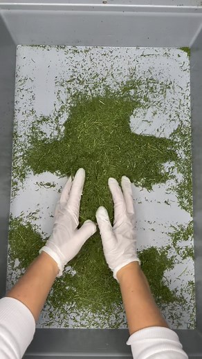 So sollte die Qualität deiner Artemisia annua Blattware aussehen!🌱✨ #entgiftung #entzündungshemmend #pflanzenkraft #heilkräuter #flavonoide #bitterstoffe #nährstoffe #artemisia #artemisiaannua | Planta Sanus