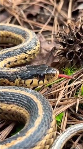 🐍 “Why do snakes flick their tongues?”