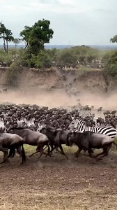 4.2K views · 497 reactions | The Great Serengeti Migration. Each year millions of wildebeest, zebra and gazelle move across the Serengeti plains in search of green grass and fresh water. When is the great migration in Africa Safari? It is the best time to see the great migration in Tanzania. Why do wildebeests migrate to the Serengeti? Book Your Wildebeest migration Safari Today: https://mountkilimanjaro.guide/serengeti-wildebeest-migration-safari/ | African Safari Guide | Facebook