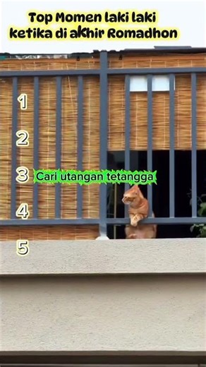 TOP momen laki laki di akhir Romadhon #cats #cat #kucinglucu #kucinglucubandung #kucing