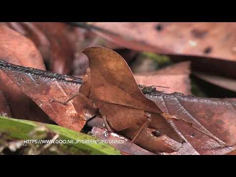 枯葉に擬態したキリギリスとバッタ Dead leaf mimic grasshopper