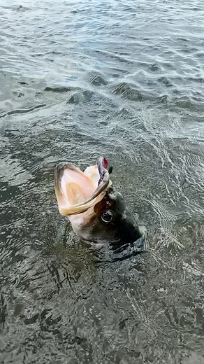 33K views · 486 reactions | What you favorite worm color ? #bassfishing #lakefork #fishing #fishinglife #lancevick # | Lance Vick Outdoors | Facebook