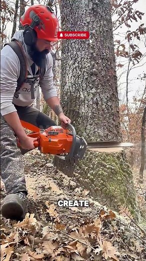 Chainsaw Masterclass: How Precision Felling Techniques Work