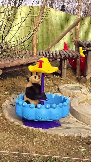 Teacup Rides #cute #panda #playtime #viral_video #fyp #pandalover #cuteanimals #playful #fun