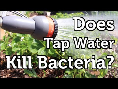 Does the Chlorine in Tap Water Harm Beneficial Bacteria?