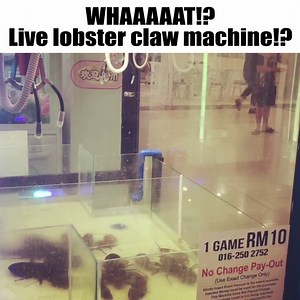 101K views · 599 reactions | Meanwhile in Malaysia | SGAG | Facebook