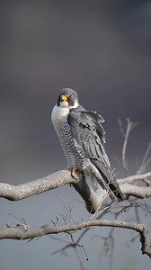Peregrine Falcon in heavy wind ... | Ray Yeager - RTY Photography