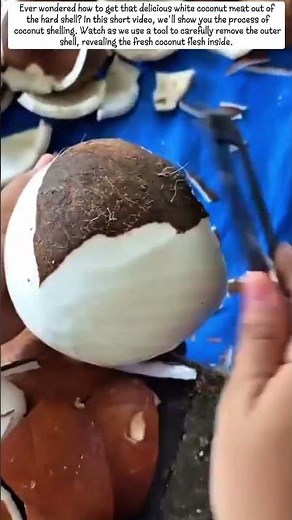 Coconut Shelling Process: Step-by-Step Guide