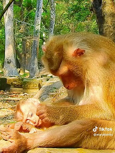 Unbelievable Monkey Magic Tricks Revealed