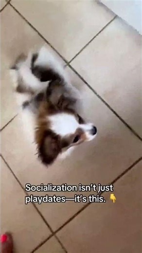 This is what I mean when I say socialization starts early